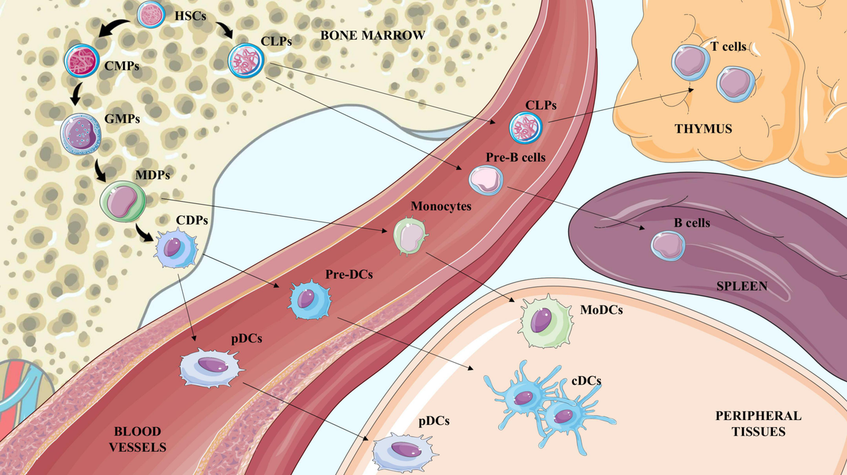 Frontiers | Crosstalk between dendritic cells and T
