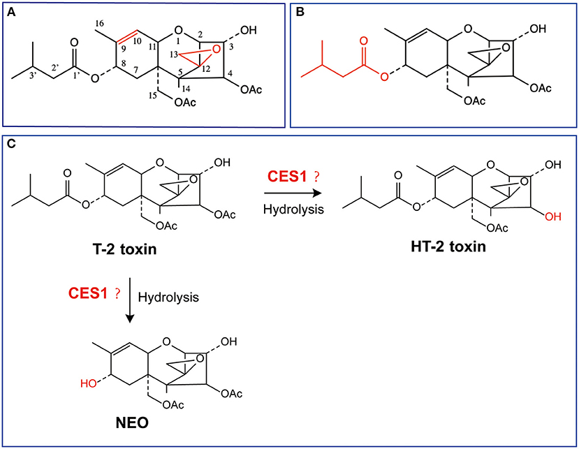 Plant-Derived Exosome-like Nanoparticles: A Comprehensive