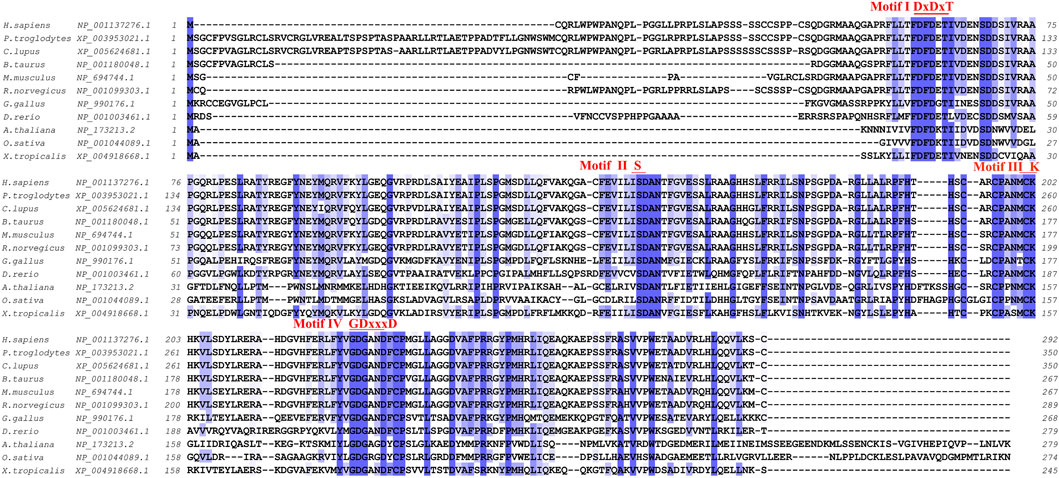 Frontiers | The emerging roles of PHOSPHO1 and its regulated