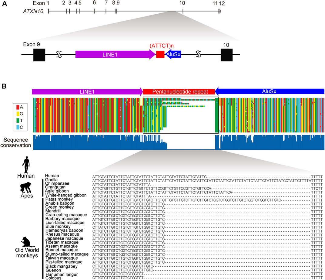 fgene-13-936869-g001.jpg