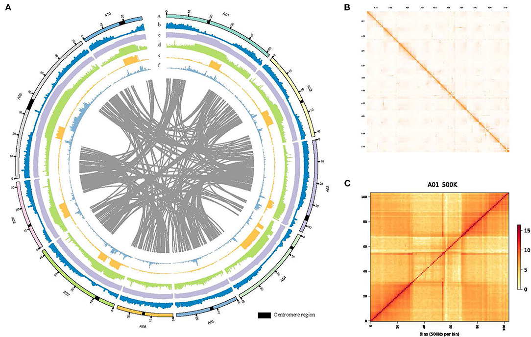 Frontiers | A Chromosome Level Genome Assembly of a Winter