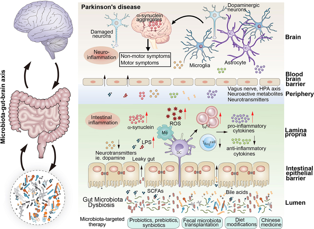 ym Frontiers | Gut Microbiota: A Novel Therapeutic Target for