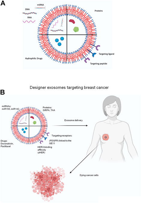 Frontiers | Advancement in exosome-based cancer therapeutics