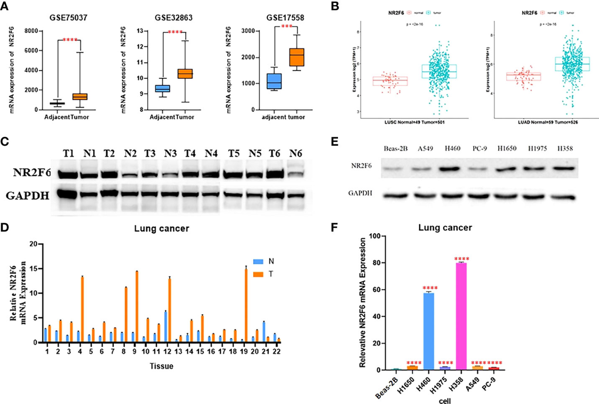 Frontiers | The expression and biological effect of NR2F6 in Frontiers | The expression and biological effect of NR2F6 in