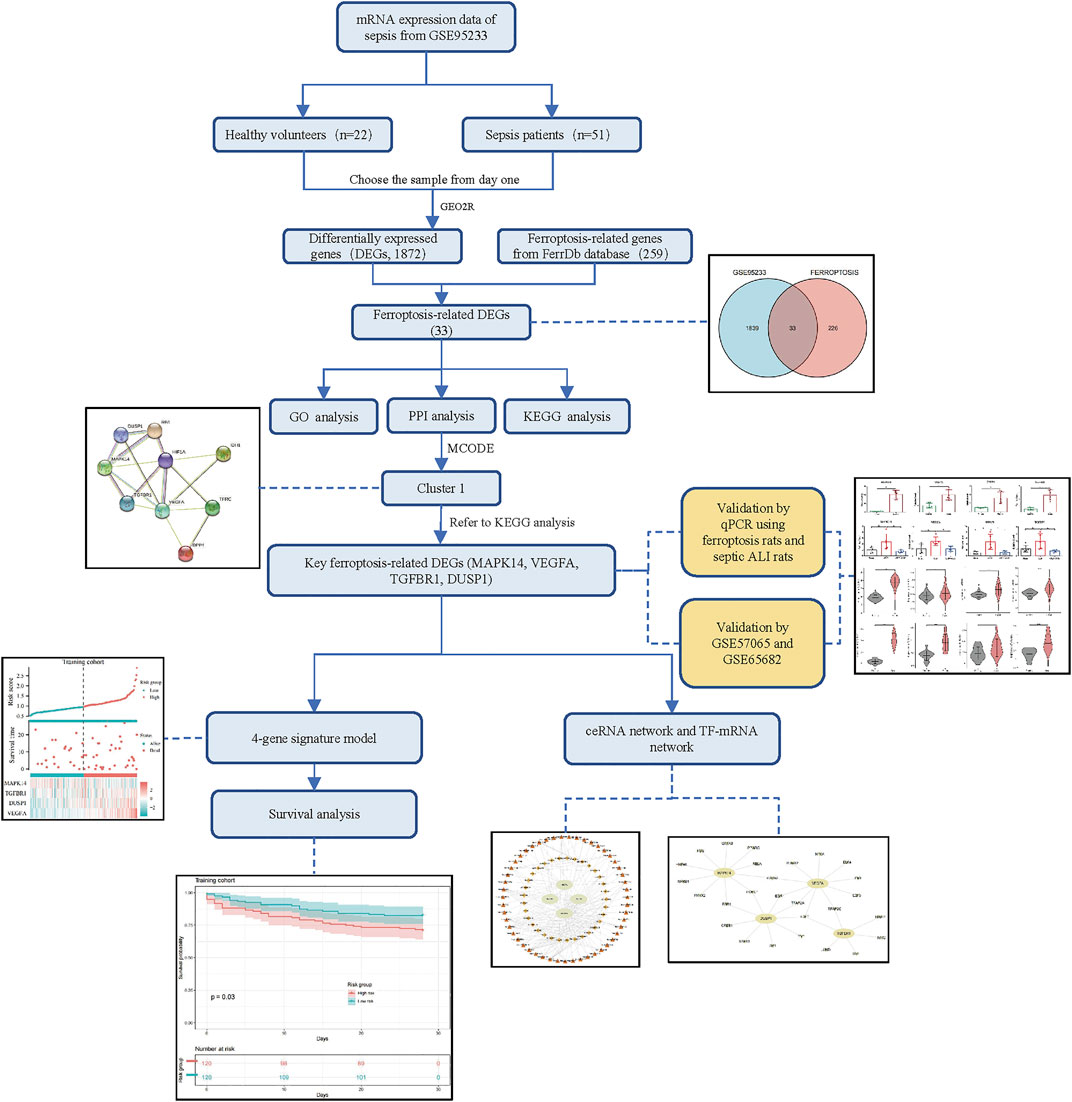 Frontiers Identification of the key ferroptosis related genes