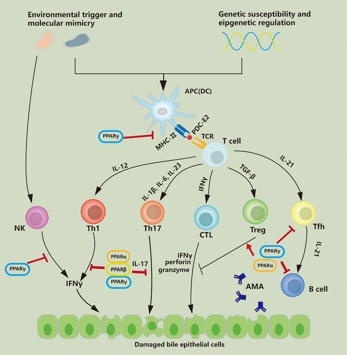 2024最新のスタイル | Frontiers Peroxisome Receptors Proliferator-Activated ディスプレイ・モニター本体