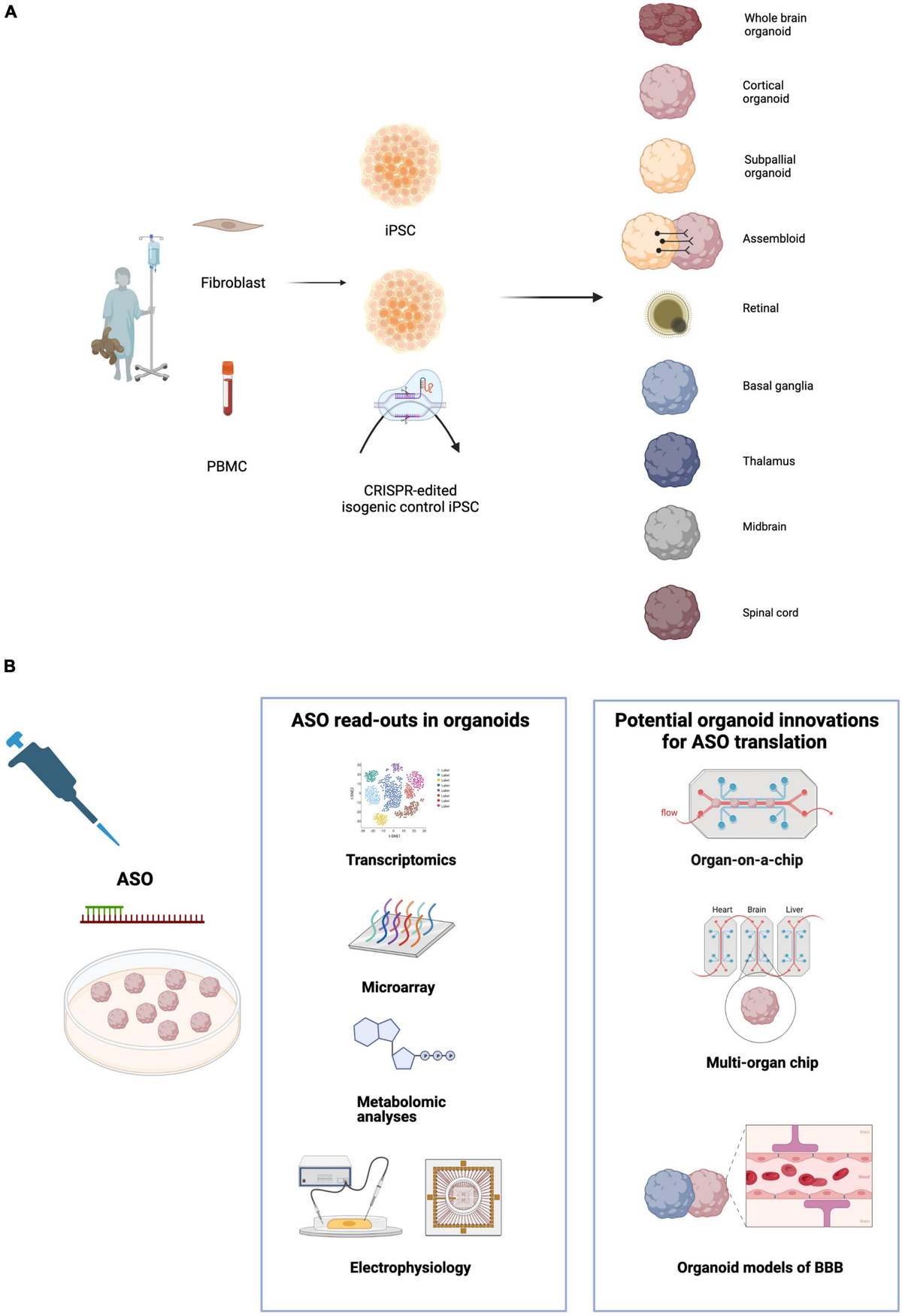 Frontiers | Cerebral Organoids and Antisense Oligonucleotide