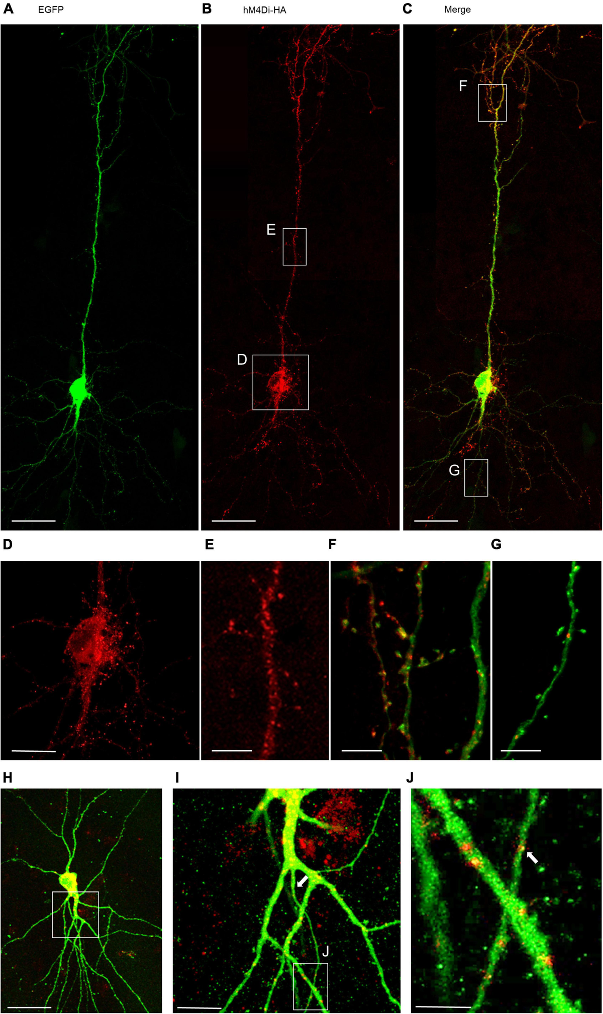 Dendritic Cells in Clinics | SpringerLink