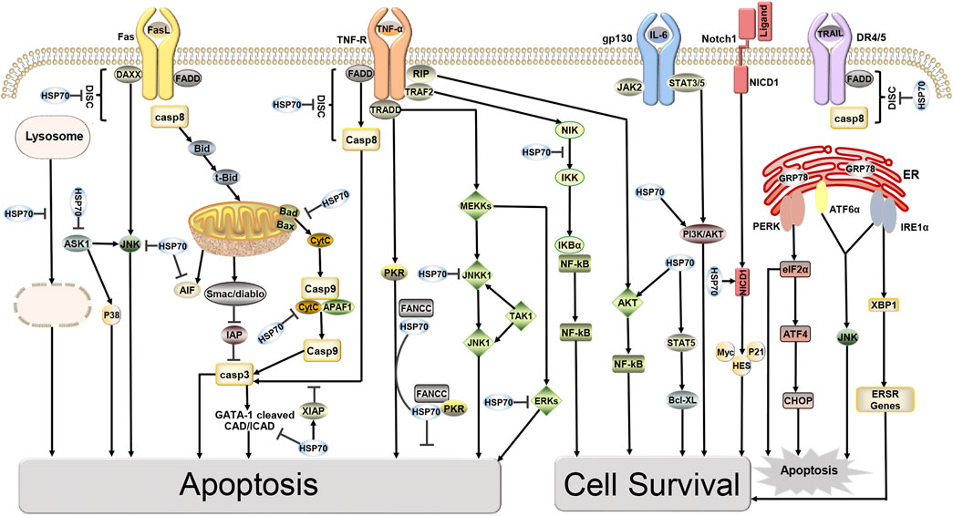 カタログギフトも！ the in Advances | Frontiers study to inhibitors HSP70 of ウォーゲーム