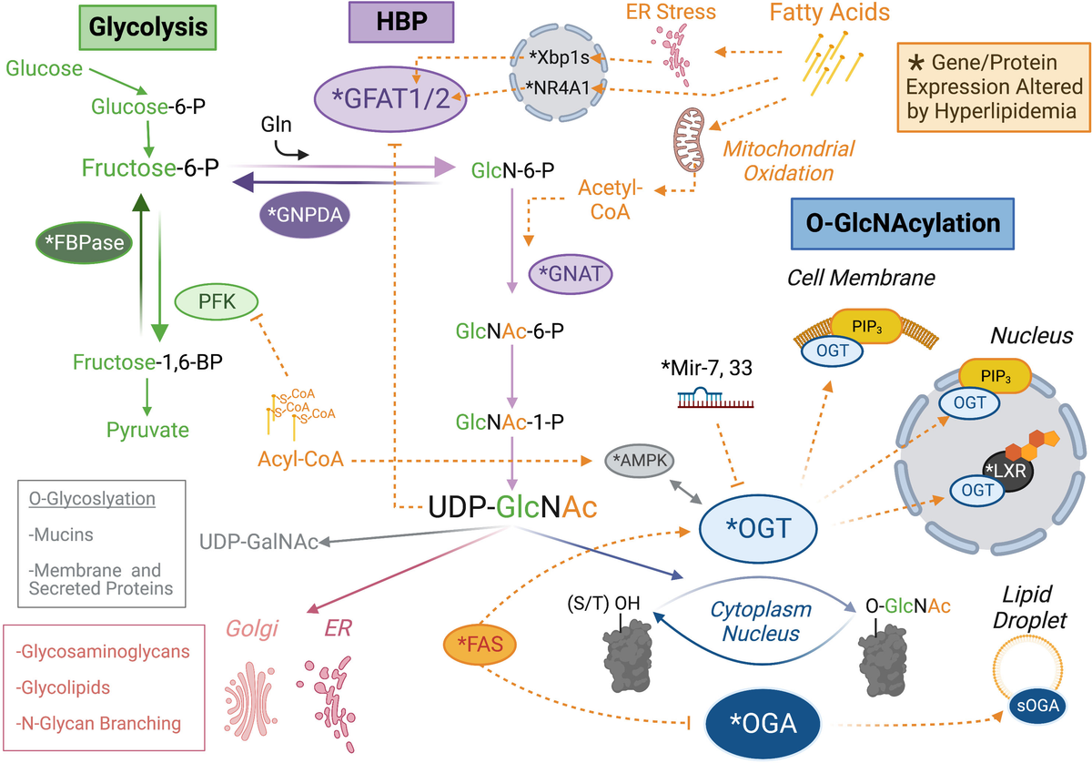 【内祝い】 lipid of nexus A | Frontiers and in metabolism O-Glcnac ダイエット・健康