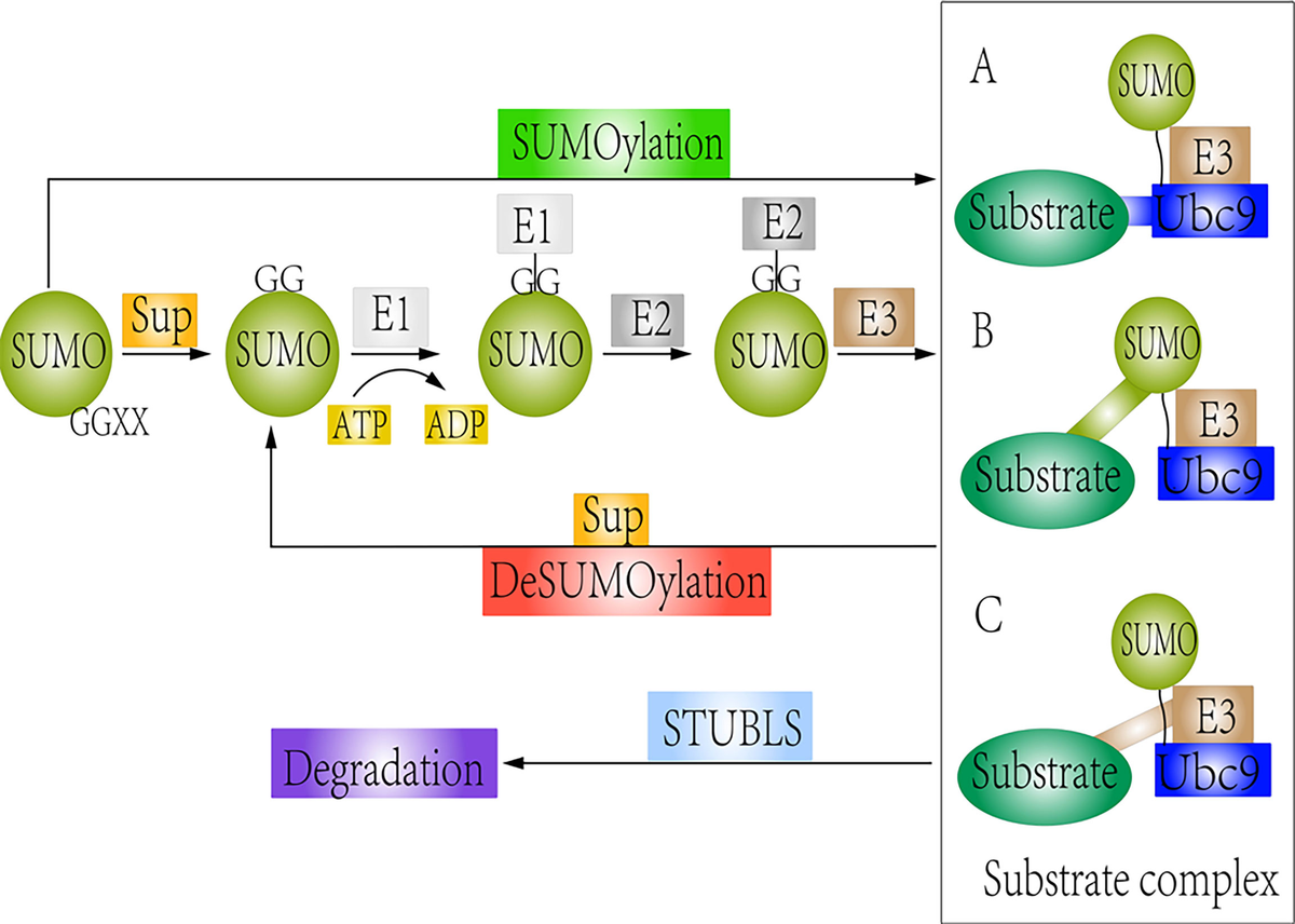 Protein Tyrosine Phosphatase Inhibition by Metals and Metal