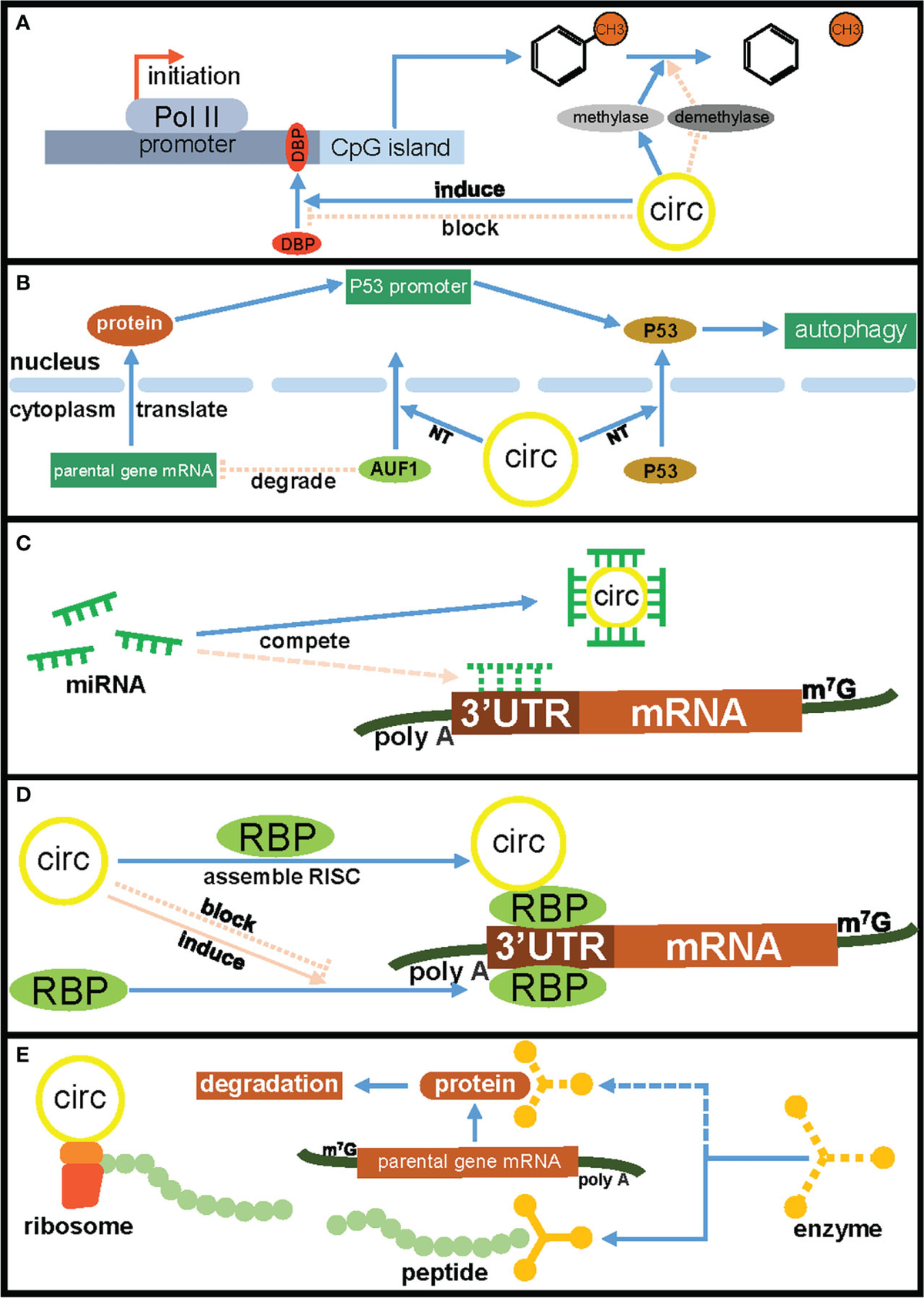 Frontiers | Circular RNAs regulate parental gene expression