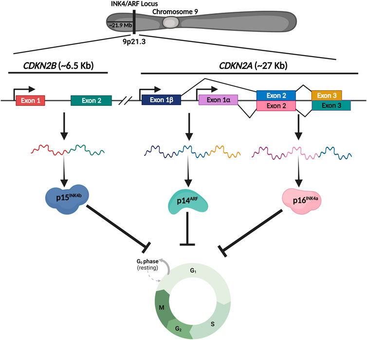 Frontiers | Transcriptional regulation of INK4/ARF locus by