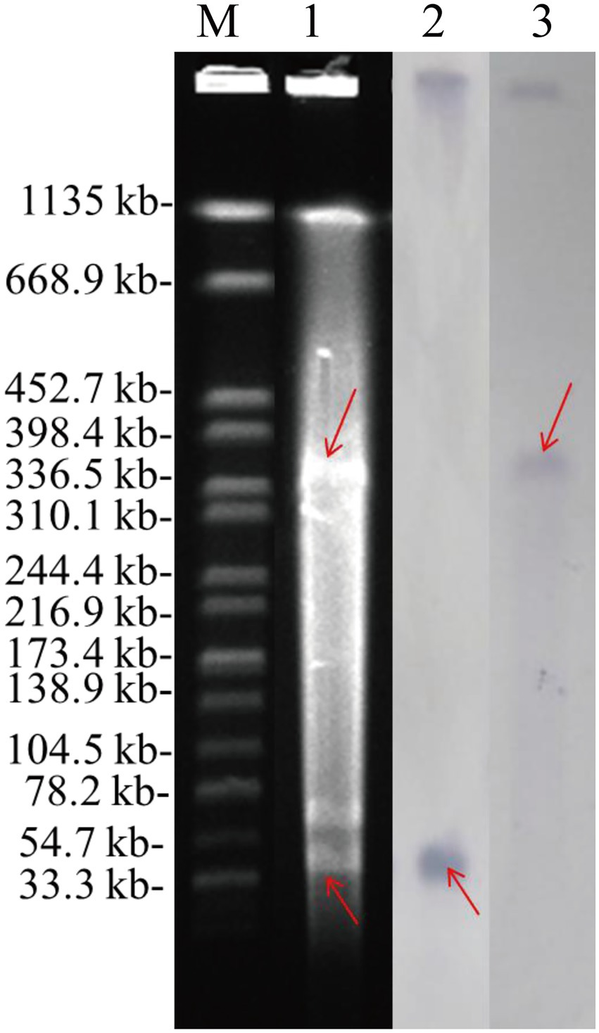 Frontiers | Emergence of a novel hybrid mcr-1-bearing