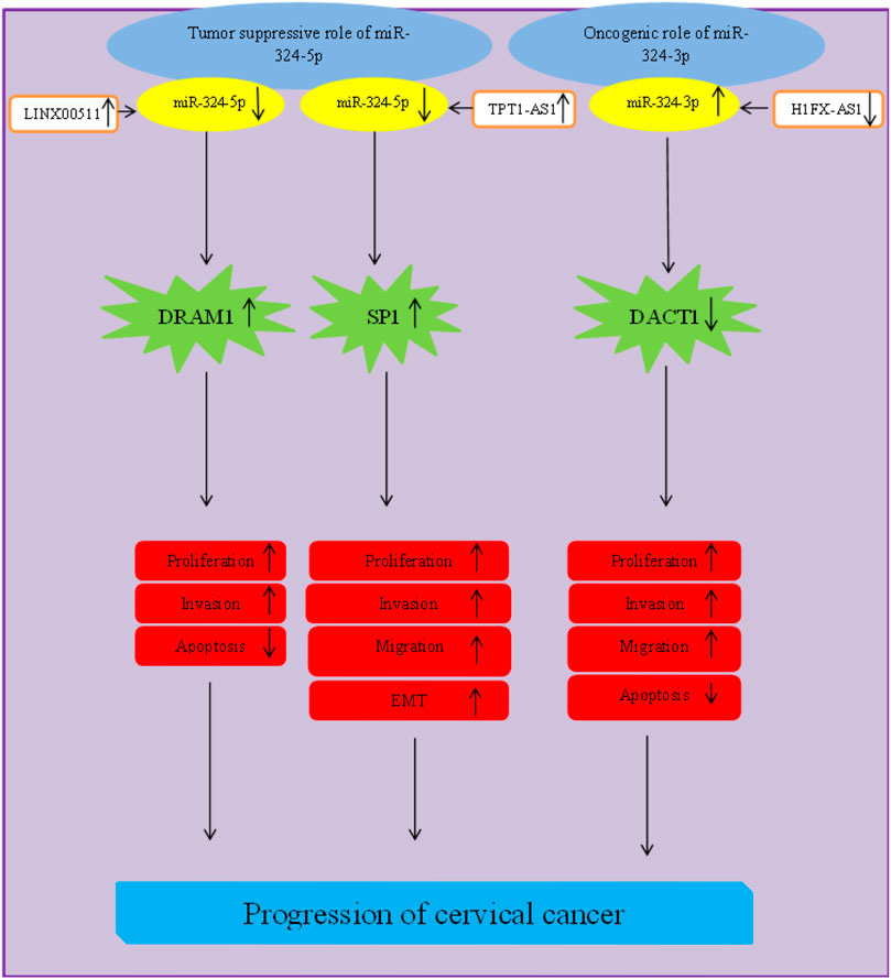 Frontiers | A review on the role of miRNA-324 in various