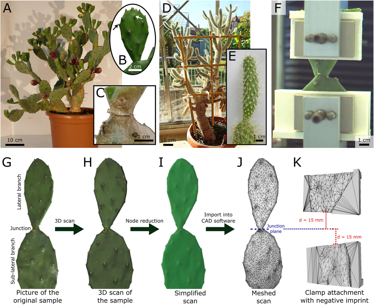 Morphology And Histology Of Plants: The Morphology Of Plants