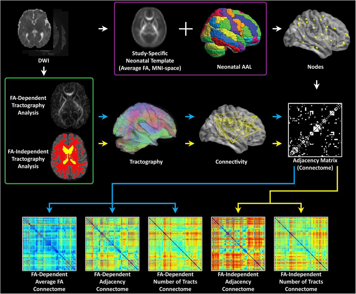 Frontiers | Clinical factors associated with microstructural 