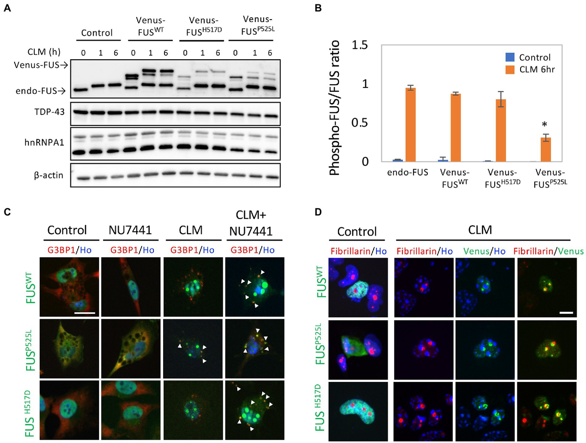 激安商品 Frontiers | of translocation stress-induced damage DNA トップス