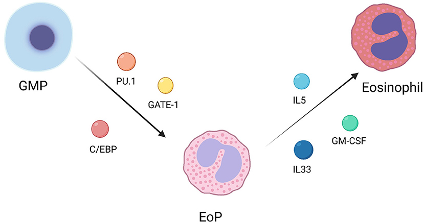 Frontiers | Recent advances of eosinophils and its