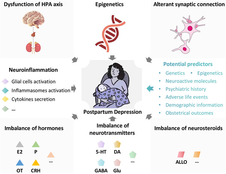 Frontiers | Inflammatory pathophysiological mechanisms