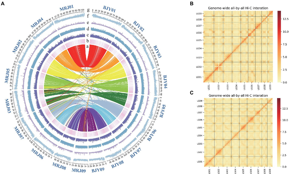 Frontiers | High-quality reference genome sequences of two
