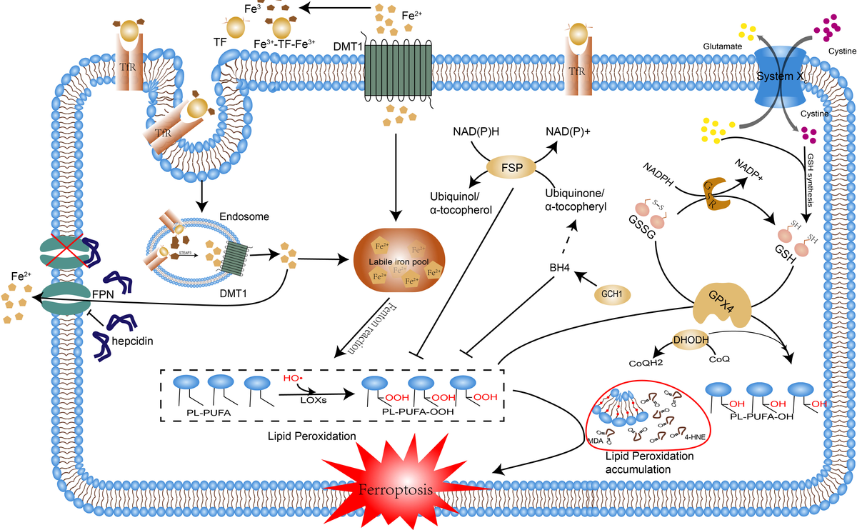 Frontiers | Ferroptosis in sepsis: The mechanism, the role