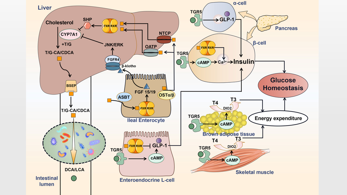 Frontiers | Gut microbiota: A new target for T2DM prevention