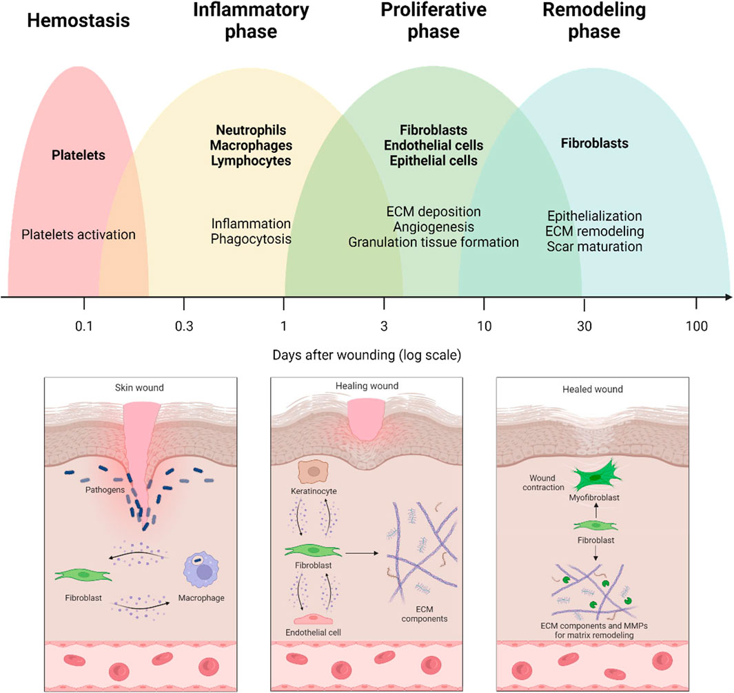 frontiers-role-of-fibroblasts-in-wound-healing-and-tissue-remodeling
