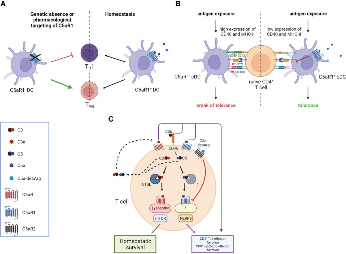 早割 旅行 the spark Anaphylatoxins | Frontiers flame autoimmunity early in 邦楽