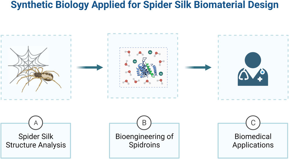 Milk。 Frontiers | Bioengineering of spider silks for the