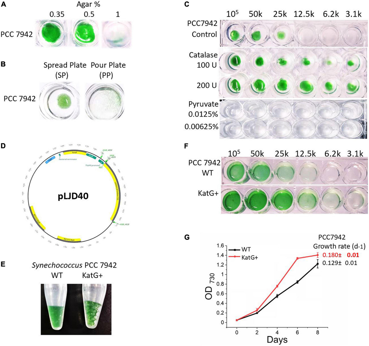 Frontiers | Generation of miniploid cells and improved natural  transformation procedure for a model cyanobacterium Synechococcus elongatus  PCC 7942