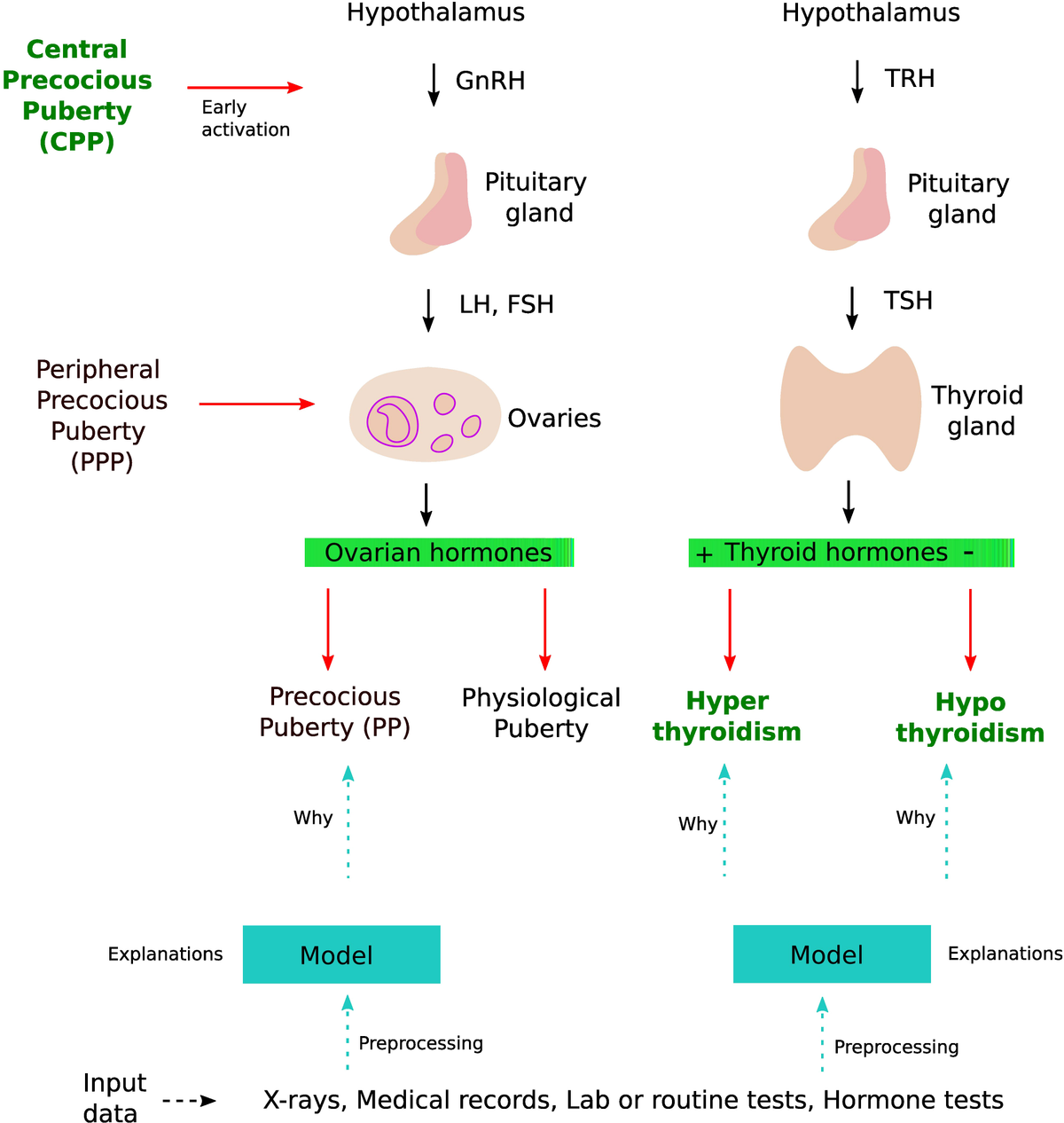 precocious puberty Frontiers | An overview of deep learning applications in precocious puberty  and thyroid dysfunction