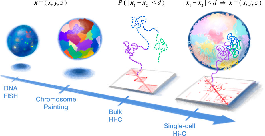 Frontiers | Every gene everywhere all at once: High