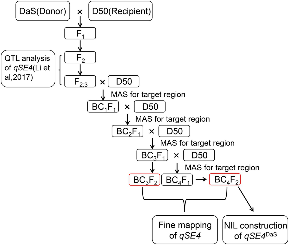 Full article: Integrated application of selenium and silica reduce arsenic  accumulation and enhance the level of metabolites in rice grains