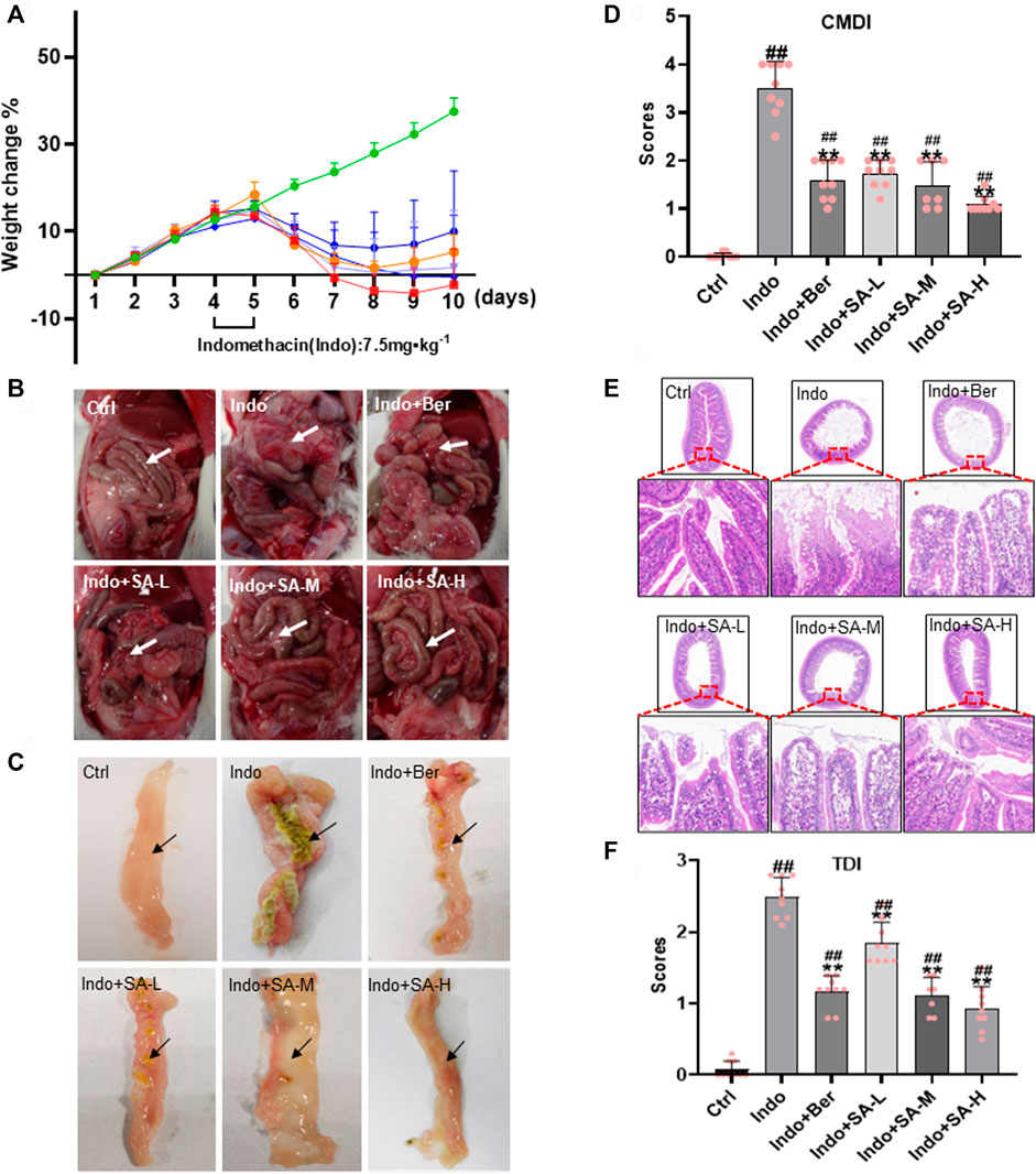 Frontiers | Sanguinarine protects against indomethacin