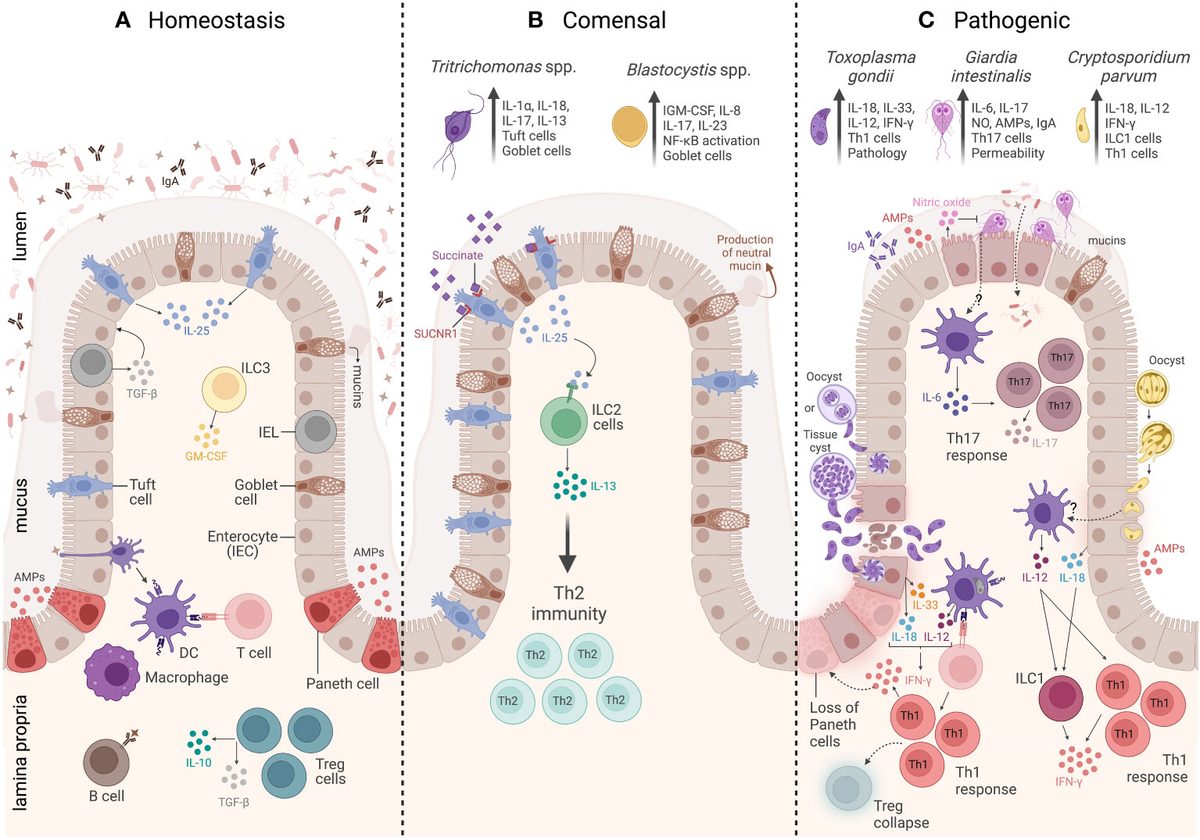 Immunogenomic cancer evolution: A framework to understand cancer  immunosuppression | Science Immunology, image size:1200x840
