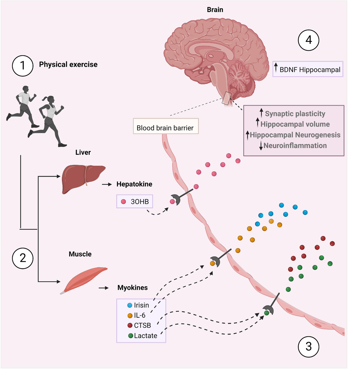 Frontiers | The emerging neuroprotective roles of exerkines