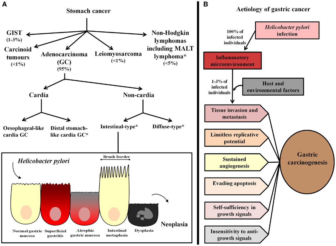 ryon専用ページ Frontiers | Pattern-Recognition Receptors and Gastric Cancer