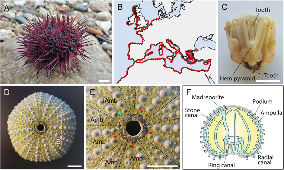 Frontiers | Developmental atlas of the indirect-developing sea 