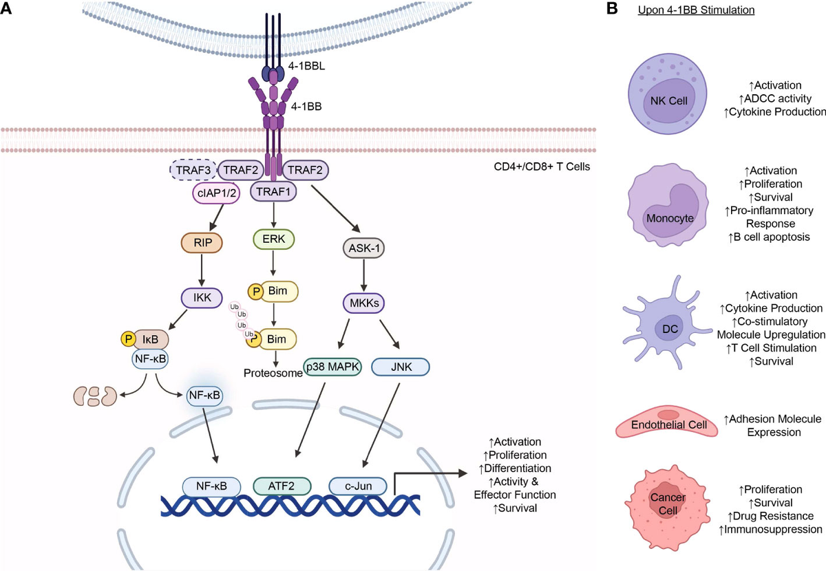 Frontiers | 4-1BB: A promising target for cancer immunotherapy