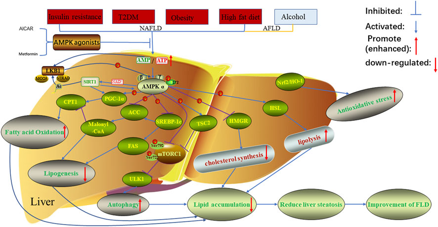 Frontiers | The AMPK pathway in fatty liver disease