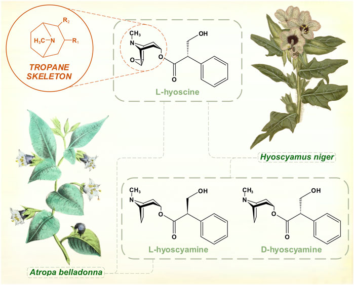 Әйелдердің оргазмды және шламмен каммингінің порно видеолары