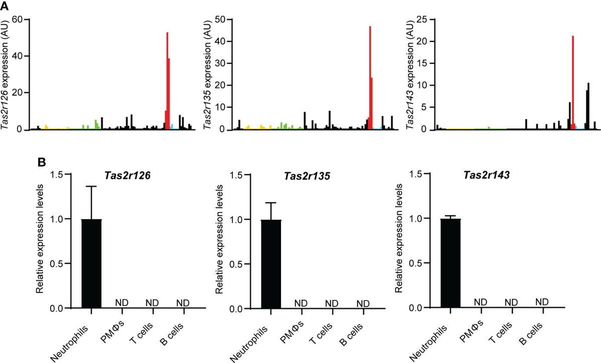 Tas2R signaling enhances mouse neutrophil migration via a ROCK ...