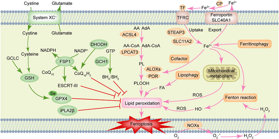 Frontiers | Emerging role of ferroptosis in glioblastoma