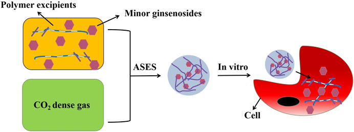 n line  preciaus  11、13 Frontiers | Preparation and pharmacological effects of minor