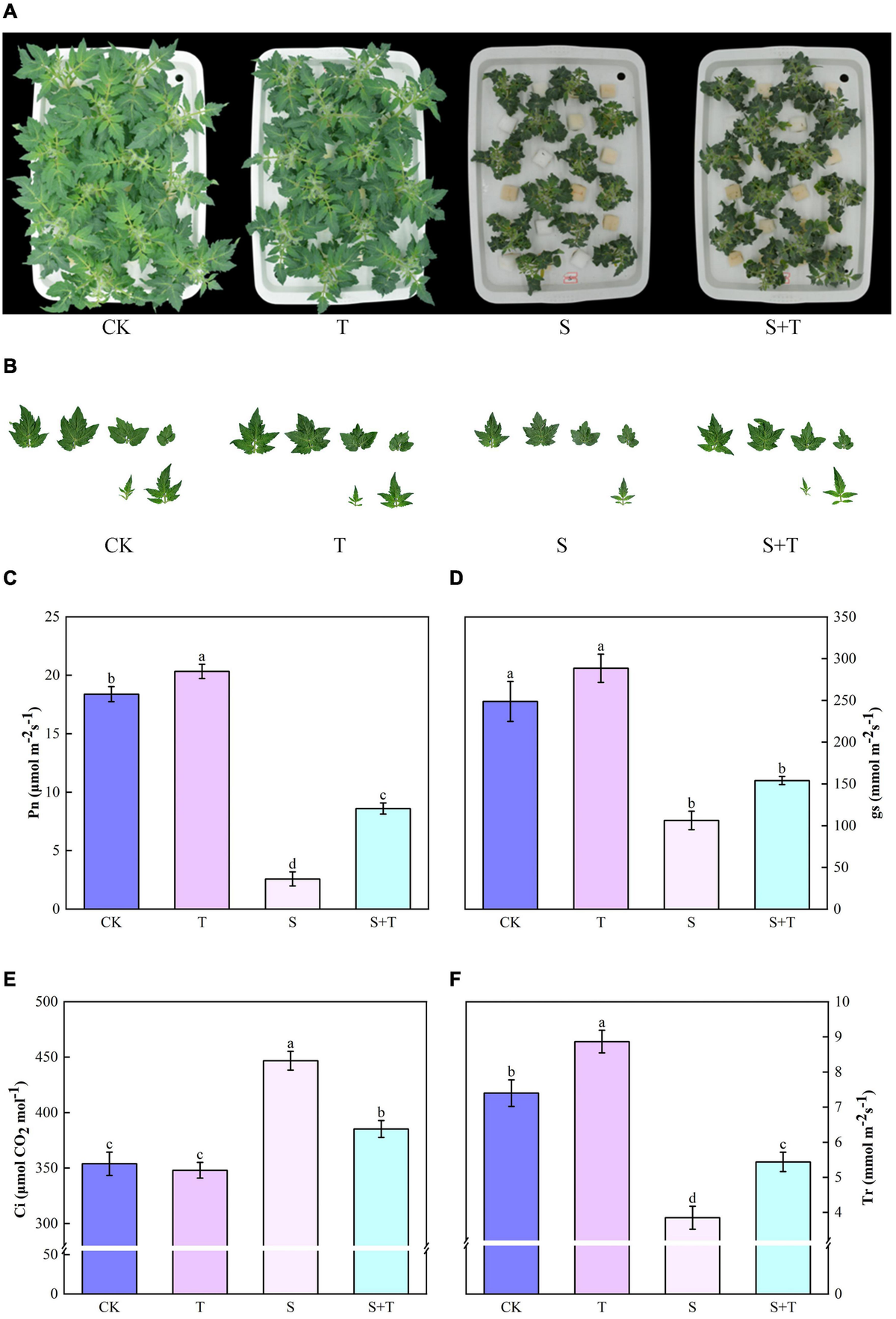 大好き Trehalose | Frontiers alleviates improving by tolerance salt その他