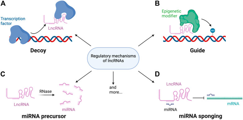 Frontiers | Assessing the suitability of long non-coding