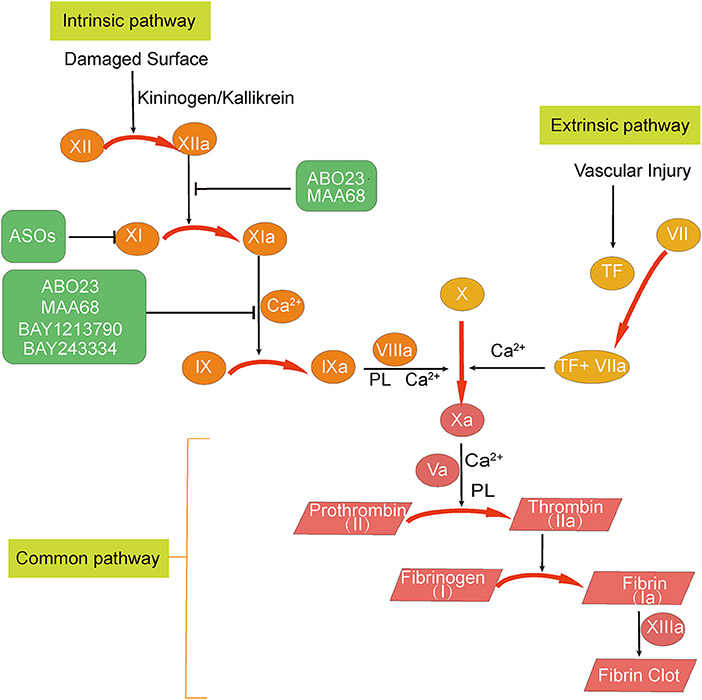Cardio-Coagulation: 循環器における抗凝固療法 (Vol.6 No.1(2019.3)) Antithrombotic Therapy for Secondary Prevention in Patients