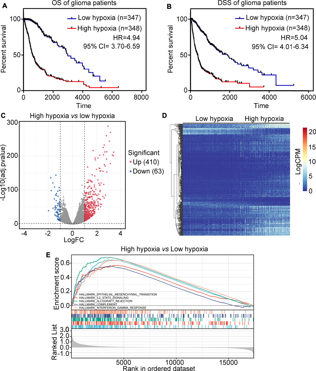 Frontiers | A novel hypoxia-driven gene signature that can