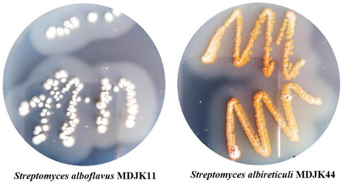 Collage-Psychedelic-bacteria.jpg